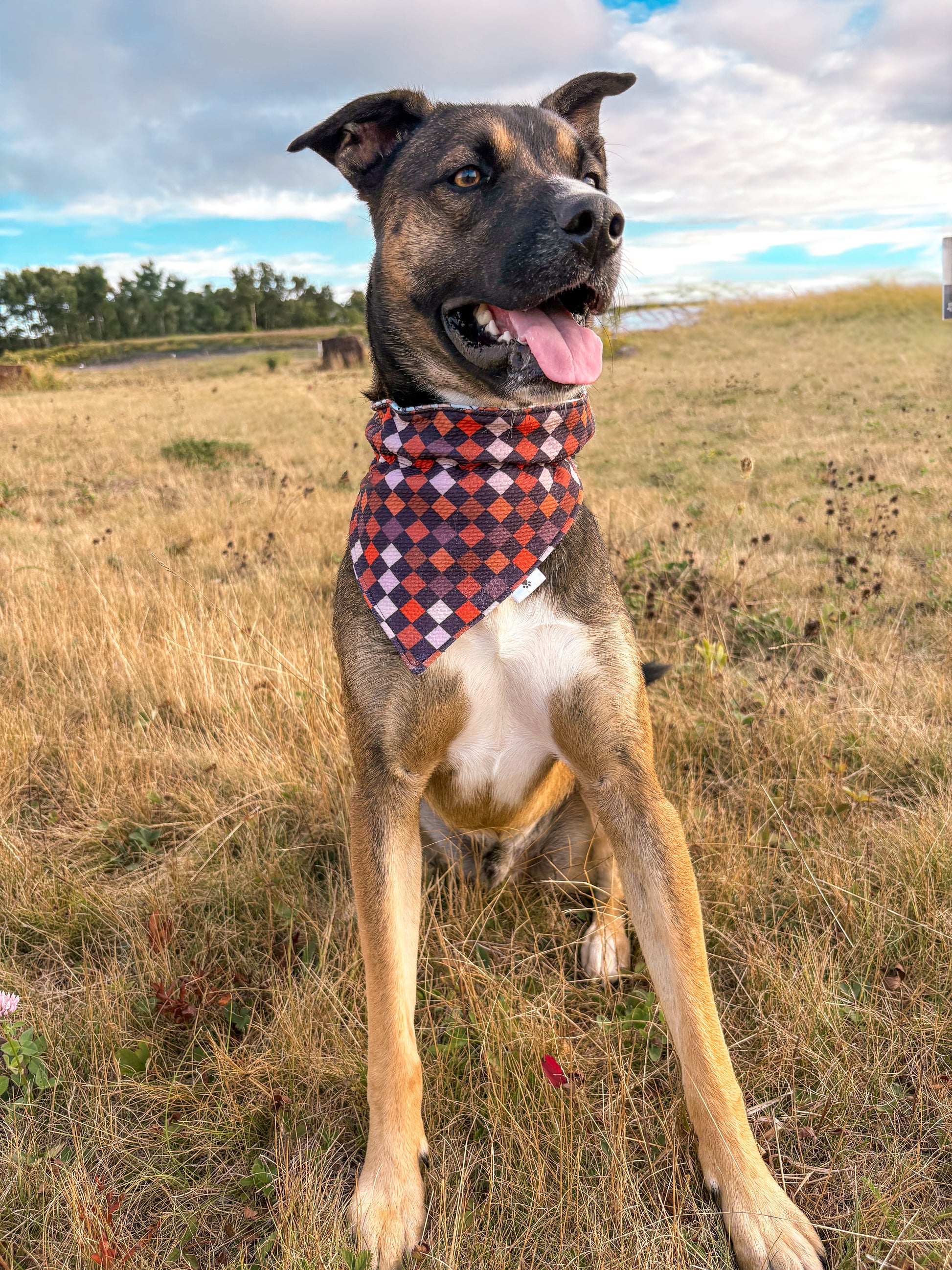 Harvest Hues Collection - Pumpkin Spice Double Sided Bandana