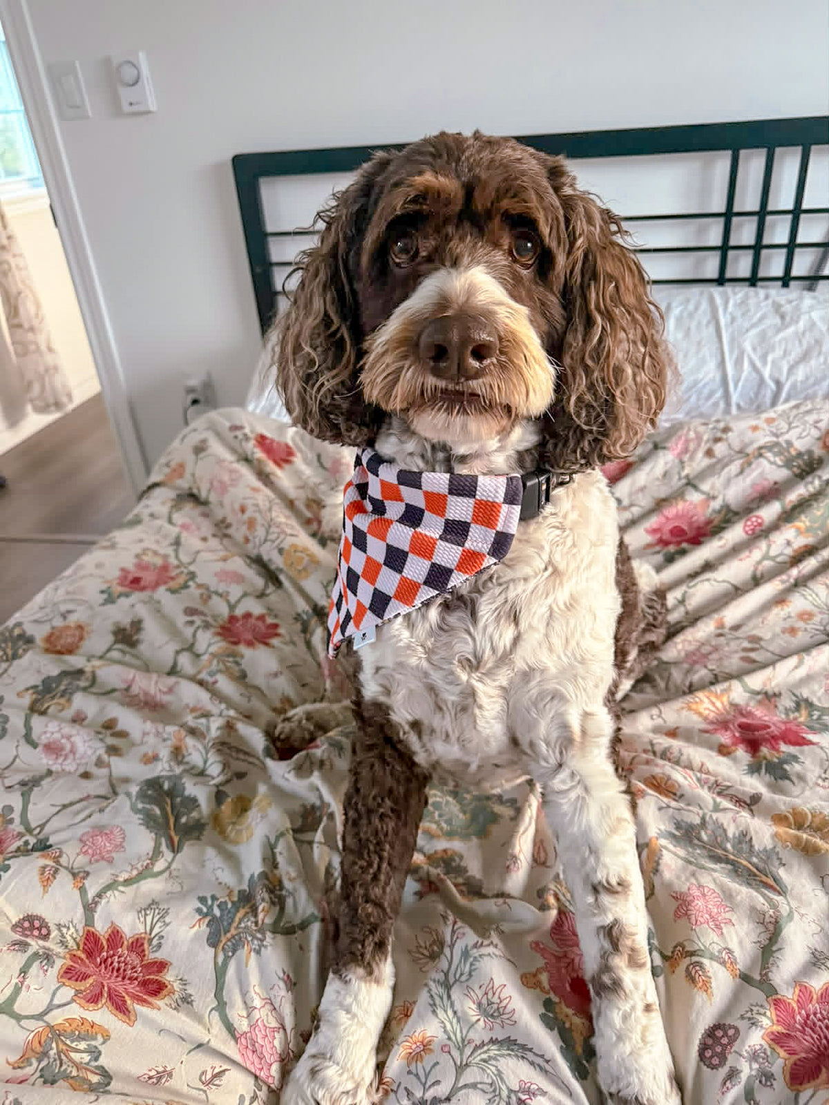 Spooky Season Collection - Ghostly Garden + Halloween Checker Reversible Bandana