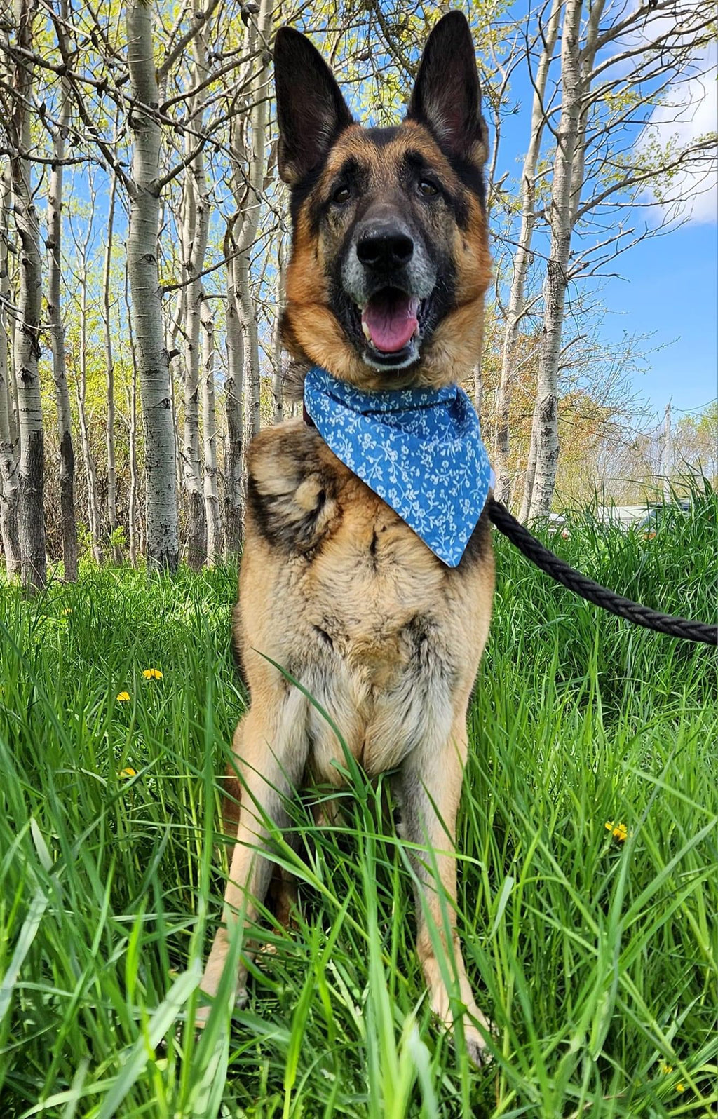Floral Collection - Blue Printed Denim Bandana and Hair Scrunchie