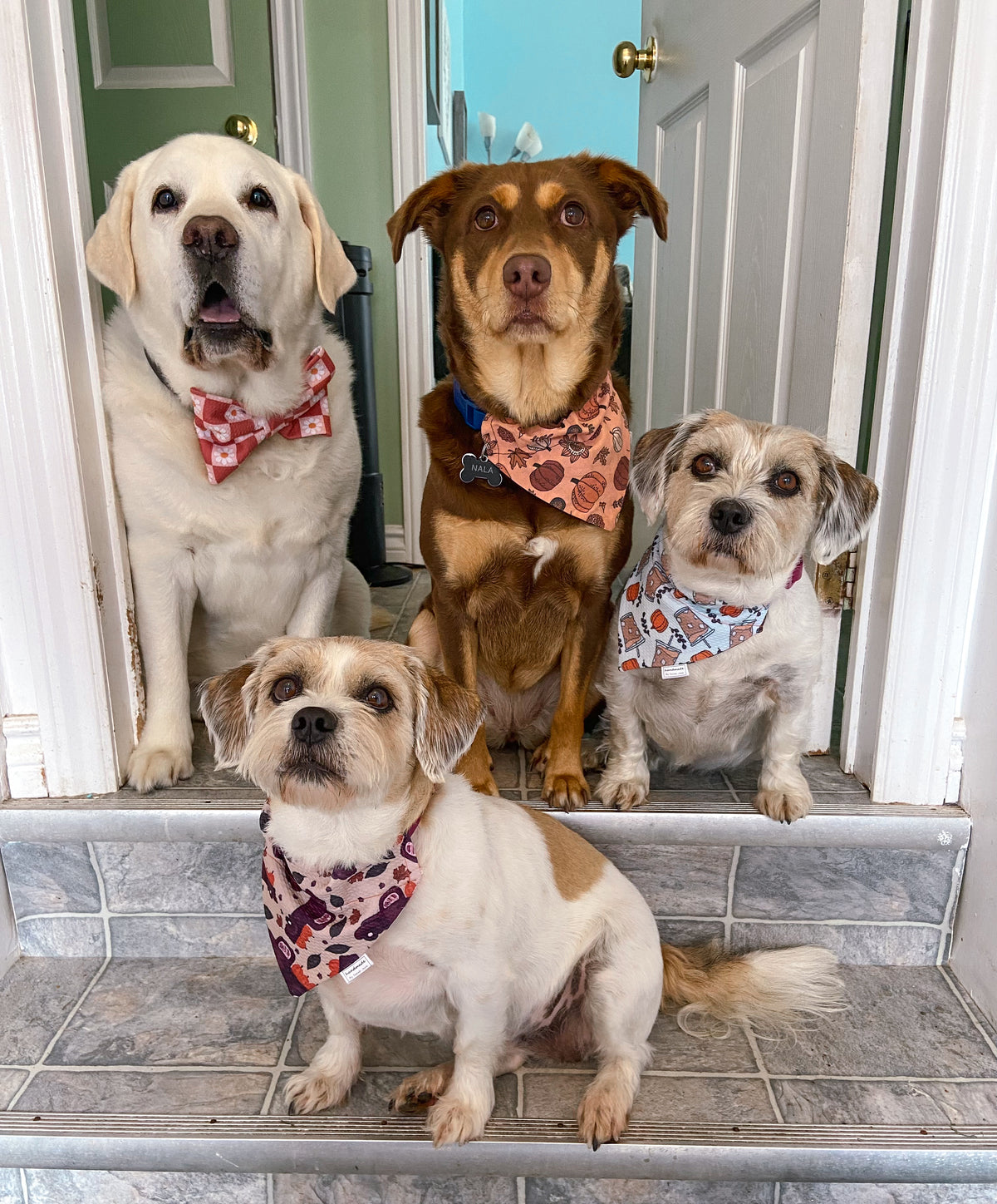 Fall Adventure Collection - Pumpkin Patch Pet Bandanas and Hair Scrunchies