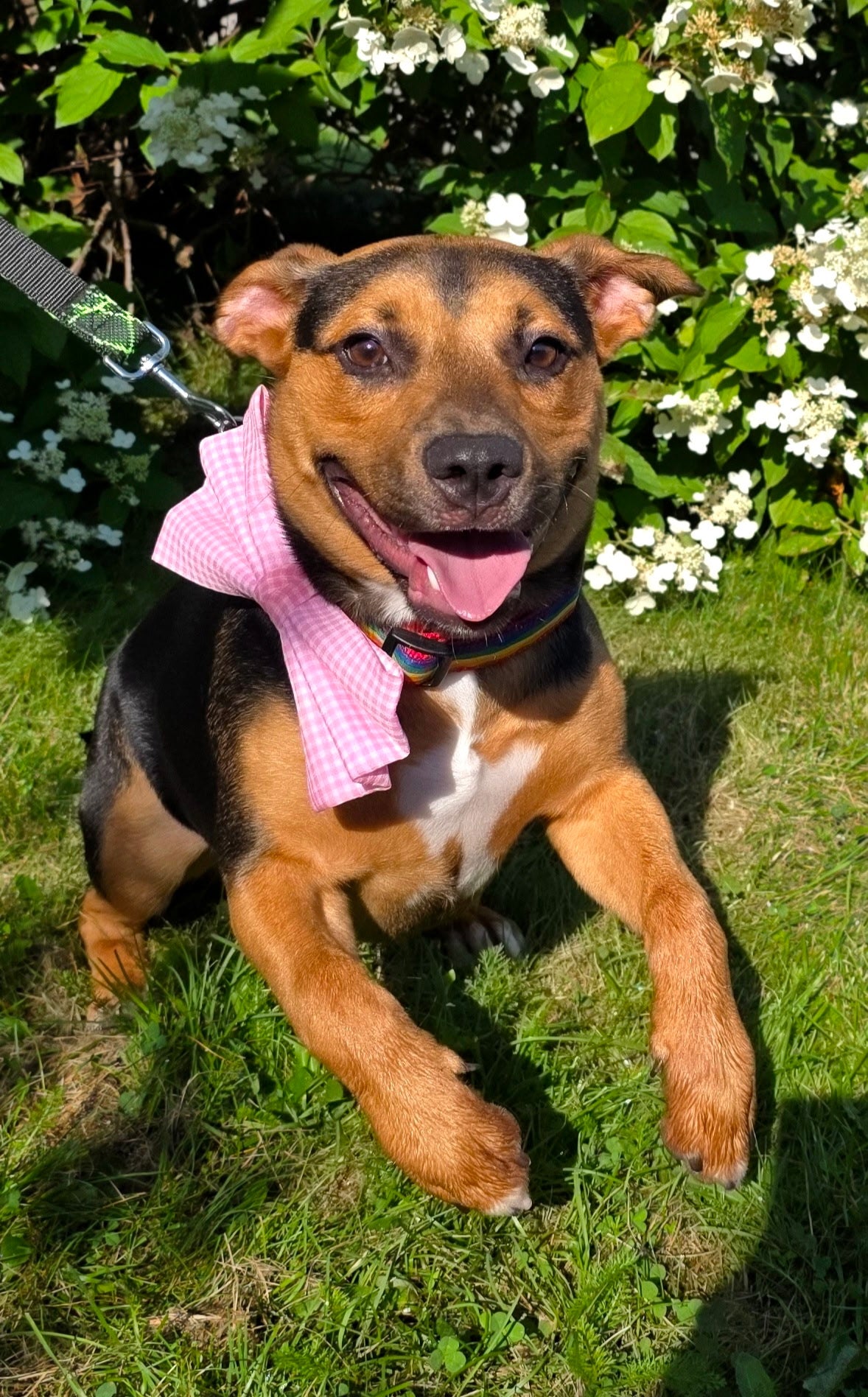 The Hayley Collection - Pink Gingham Bow Tie