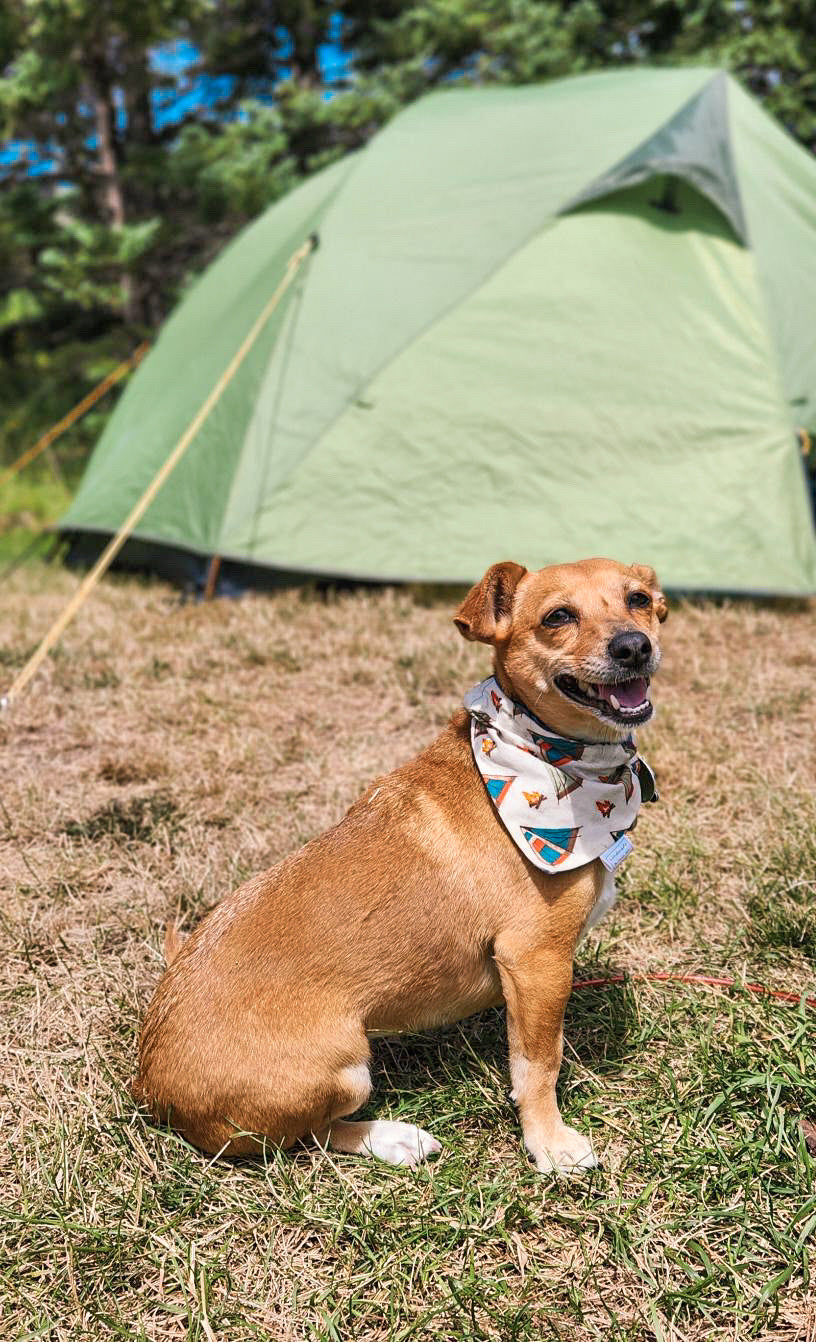 Fall Favourites Collection - Campfire Pet Bandana