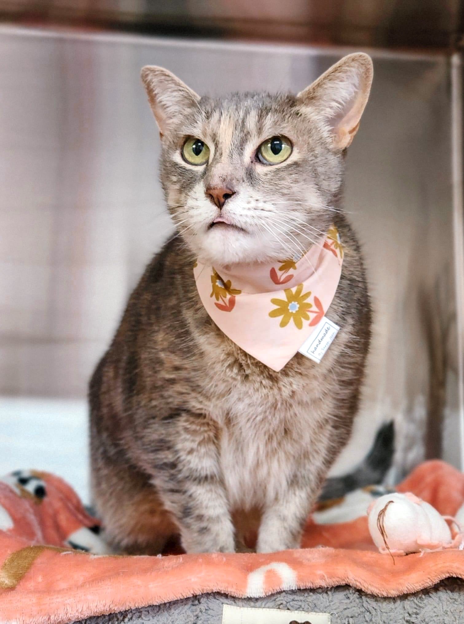 Floral Collection - Copper Daisy Pet Bandanas and Hair Scrunchies