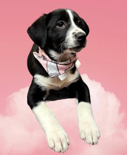 The Perfect Pair Collection - Coffee Cups Pet Bandana