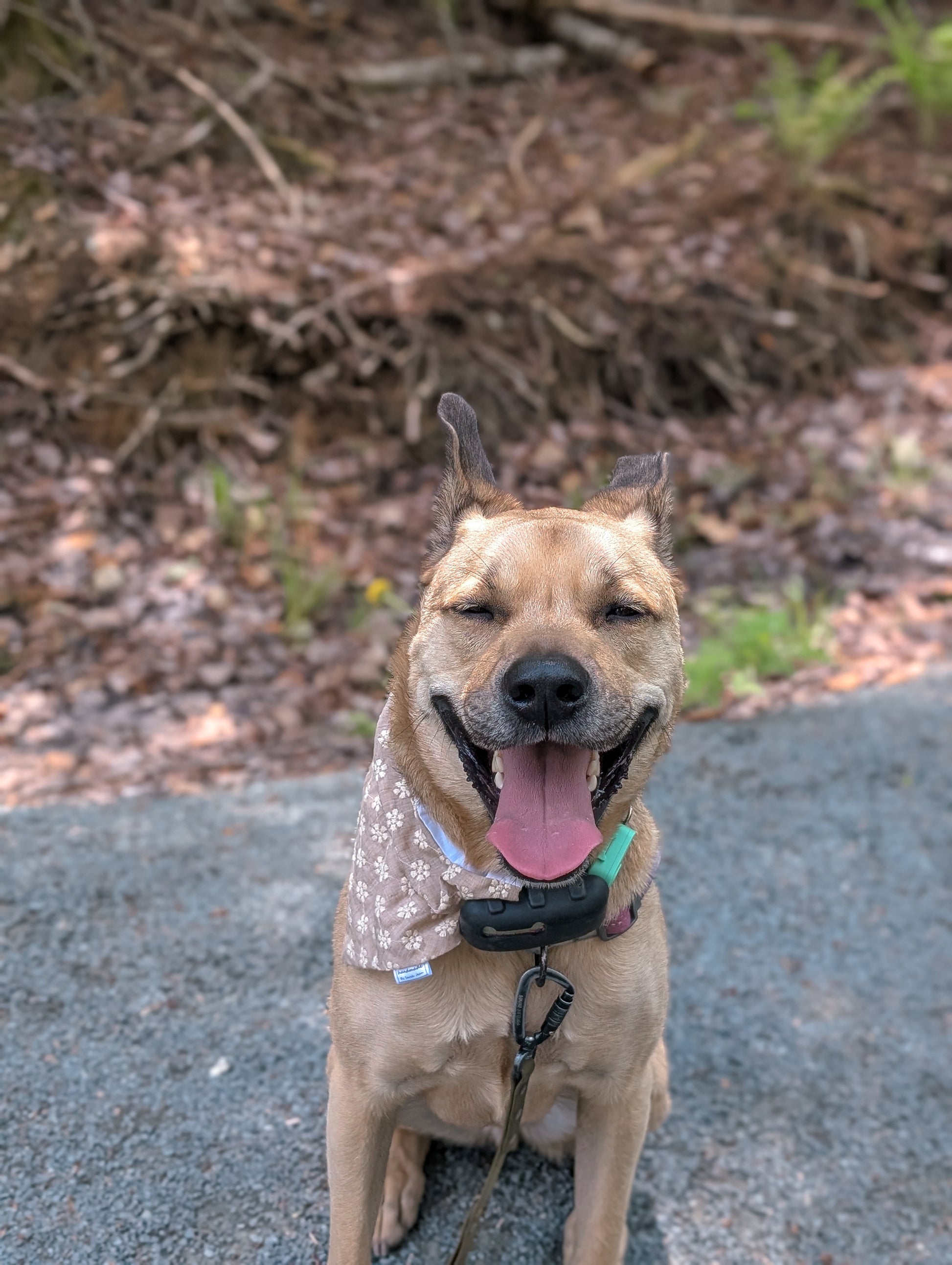 Floral Collection - Cream Embroidery Pet Bandanas & Hair Scrunchies