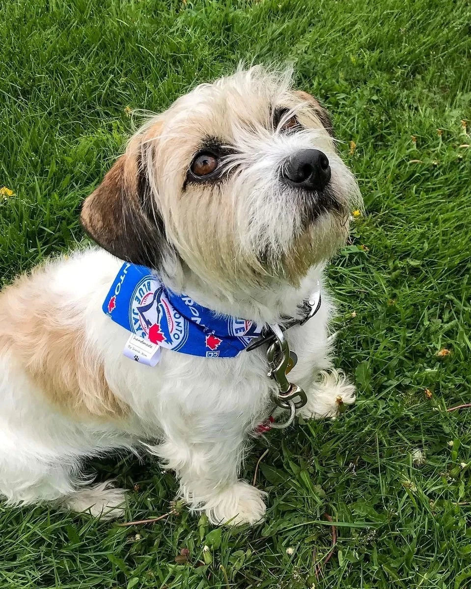 Baseball Collection - Blue Jays Bandana