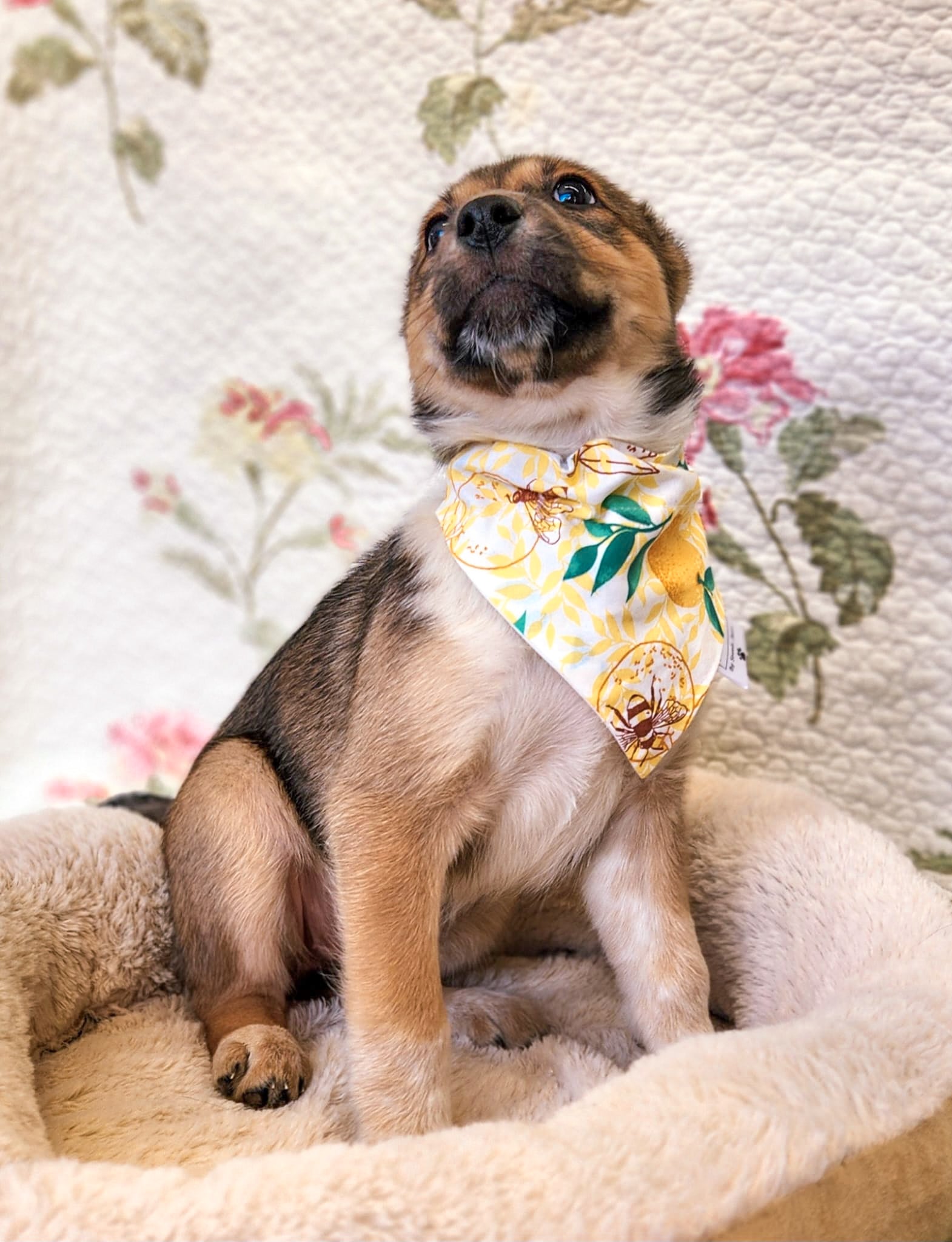 Buzzy Bee Collection - Lemons and Bees Pet Bandanas