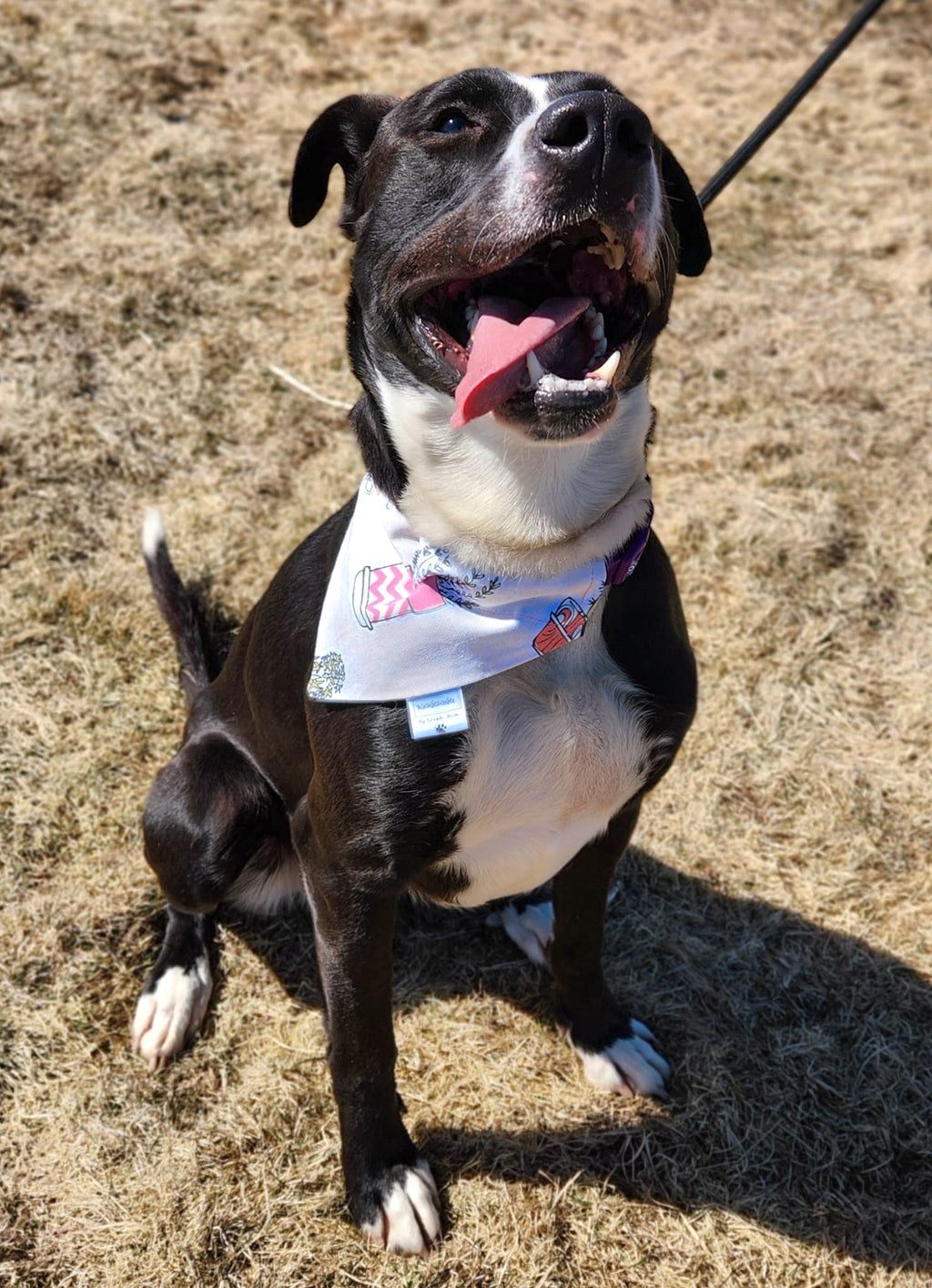 Lookin' Sharp Collection - Succulent Pet Bandanas