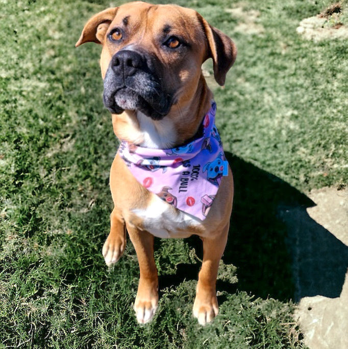 Adoption Collection - Kiss a Bull Pet Bandana