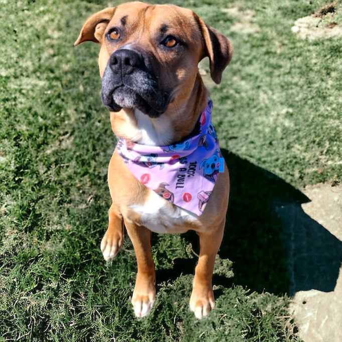 Adoption Collection - Kiss a Bull Pet Bandanas and Hair Scrunchies