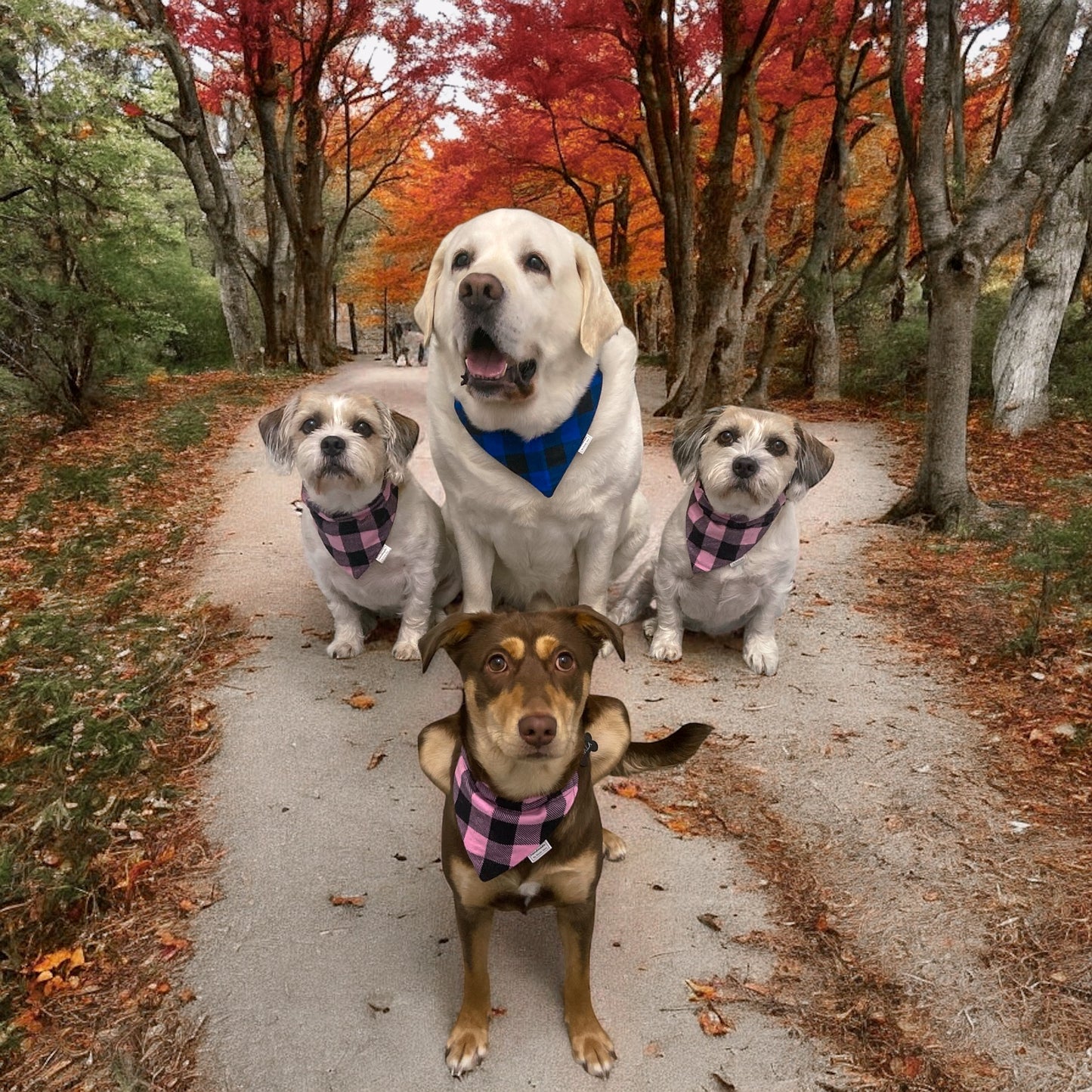 Buffalo Plaid Collection - Pink Pet Bandanas and Hair Scrunchies