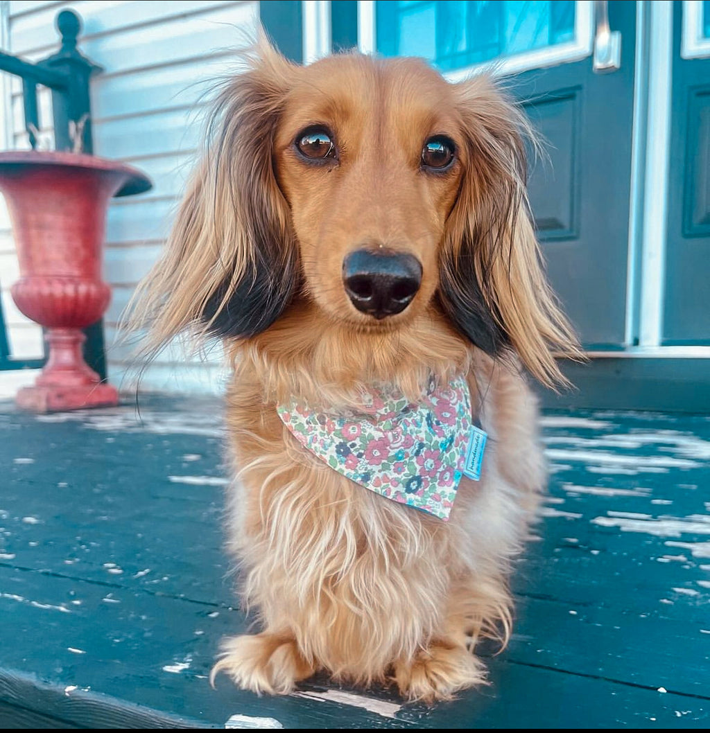 In Bloom Collection - Floral Pet Bandana and Hair Scrunchie