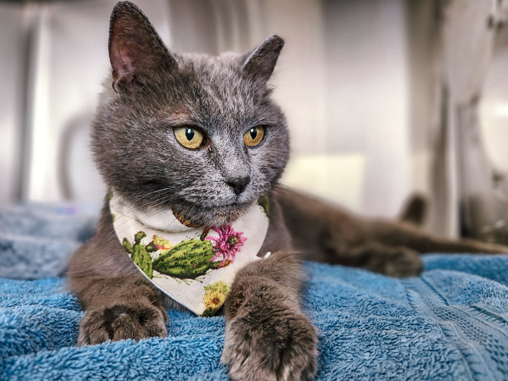 Lookin' Sharp Collection - Cactus Pet Bandanas