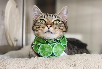 Summer Spritzer Collection - Citrus Lime Pet Bandana and Hair Scrunchie