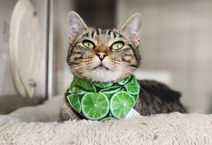 Summer Spritzer Collection - Citrus Lime Pet Bandanas and Hair Scrunchies