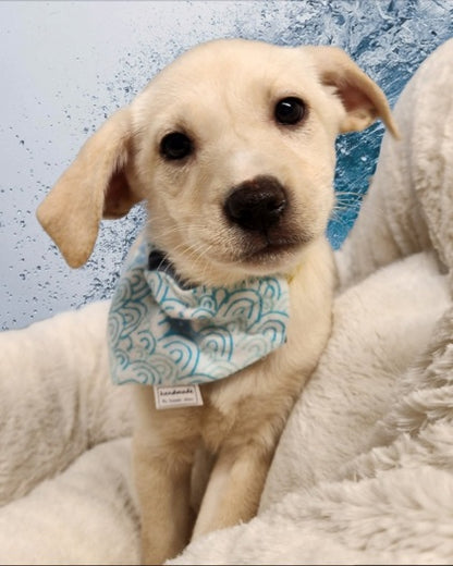 Sailboat Pet Bandanas