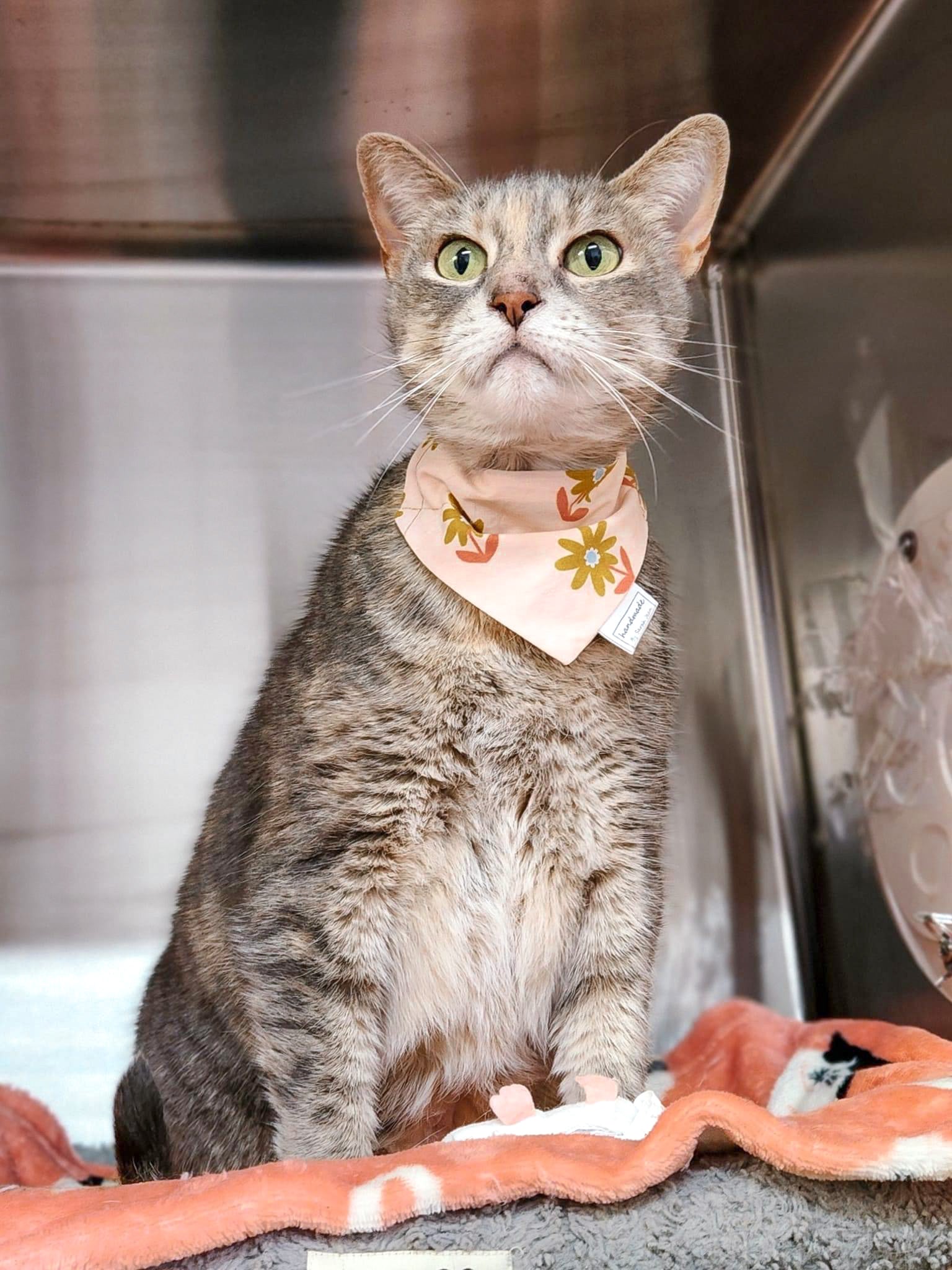 Floral Collection - Copper Daisy Pet Bandanas and Hair Scrunchies