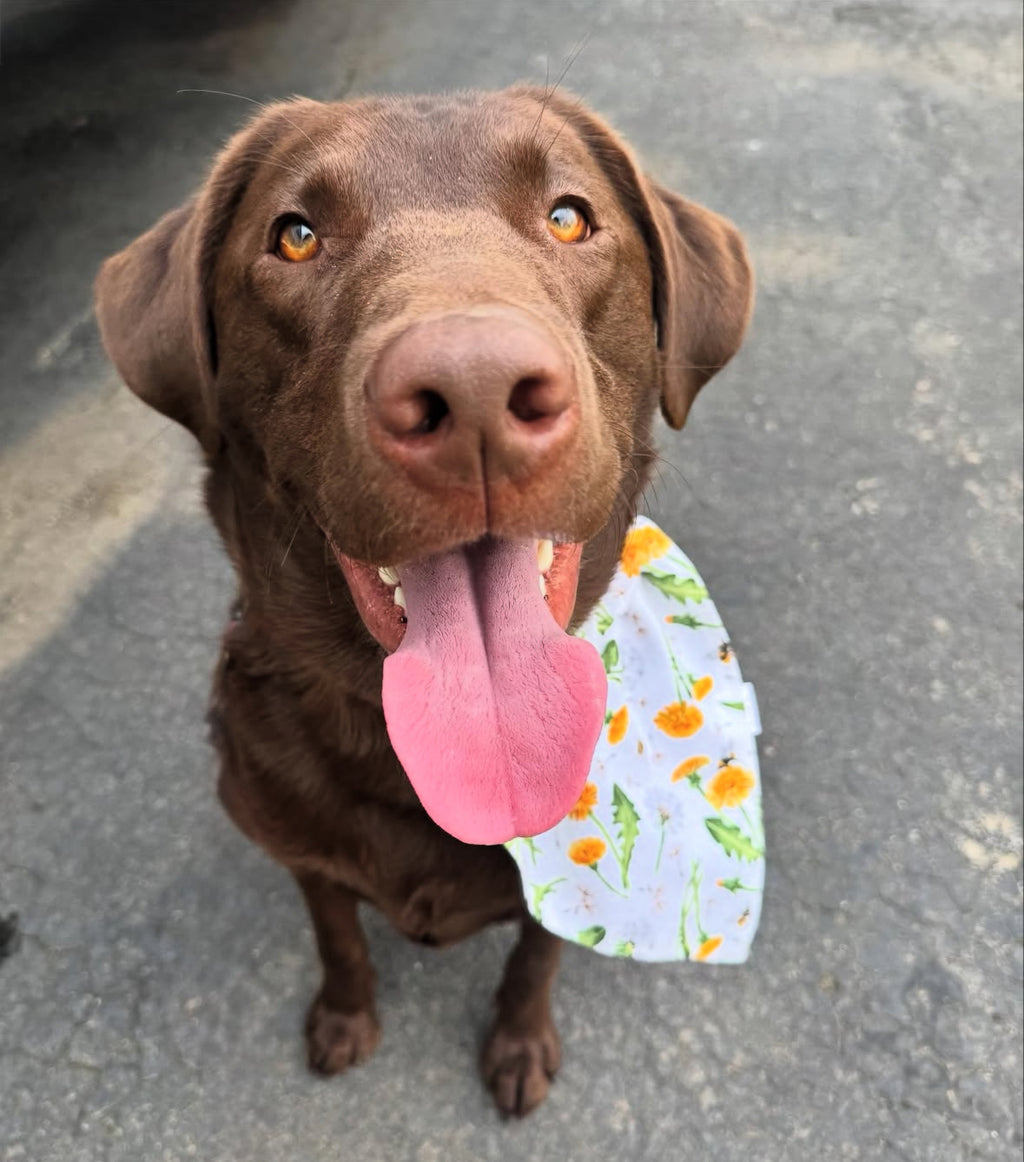 Bugs n’ Bees Collection - Dandelion Cotton Pet Bandana