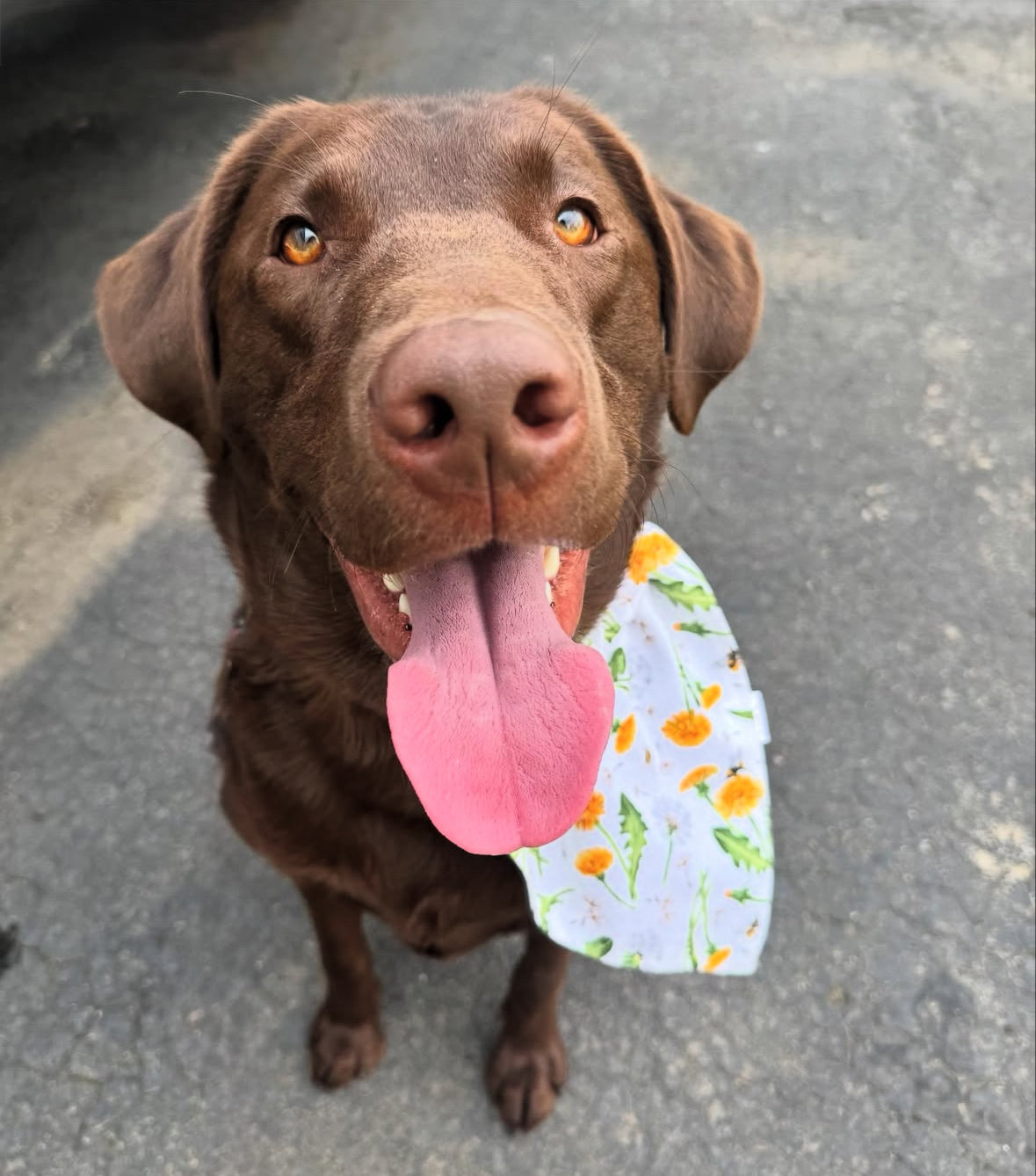 Bugs n’ Bees Collection - Dandelion Cotton Pet Bandana