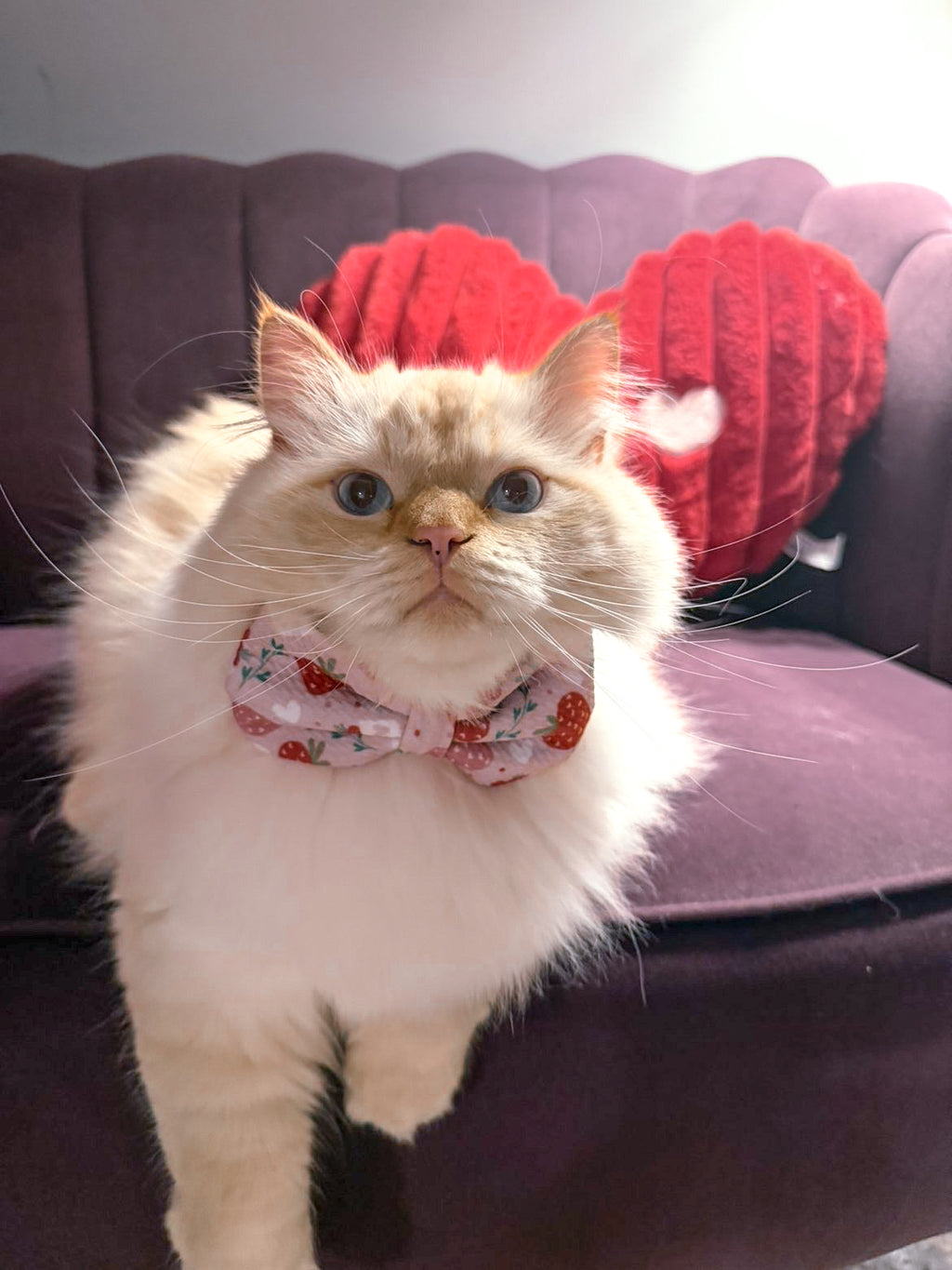 Valentine's Day Collection - Strawberries Bow Ties