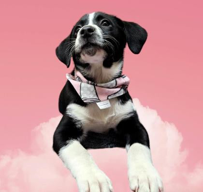 The Perfect Pair Collection - Coffee Cups Pet Bandana