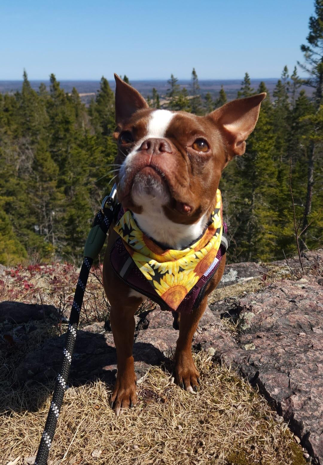 Fall Favourites Collection - Sunflowers Bandana and Hair Scrunchie