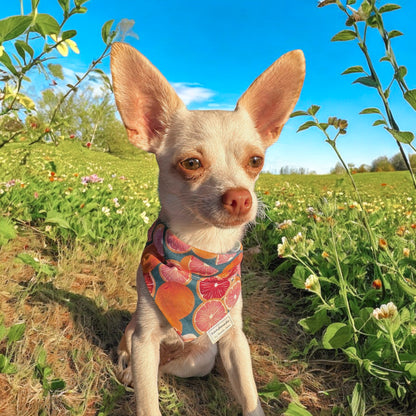 Summer Picnic Collection - Grapefruit Parfait Pet Bandanas and Hair Scrunchies