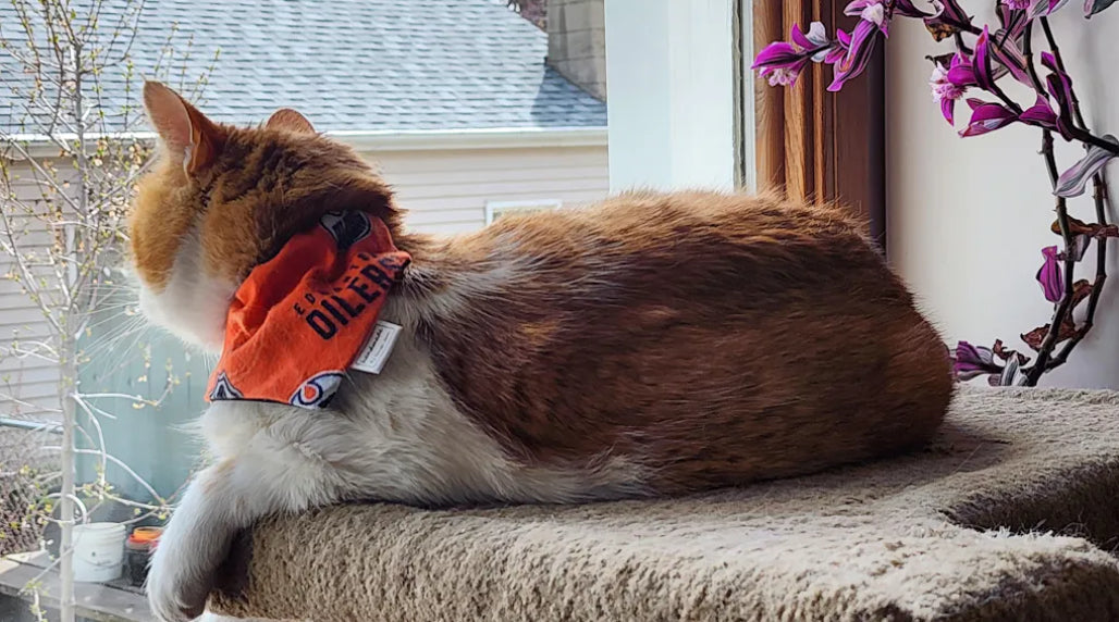 Hockey Collection - Edmonton Oilers Bandana and Hair Scrunchie