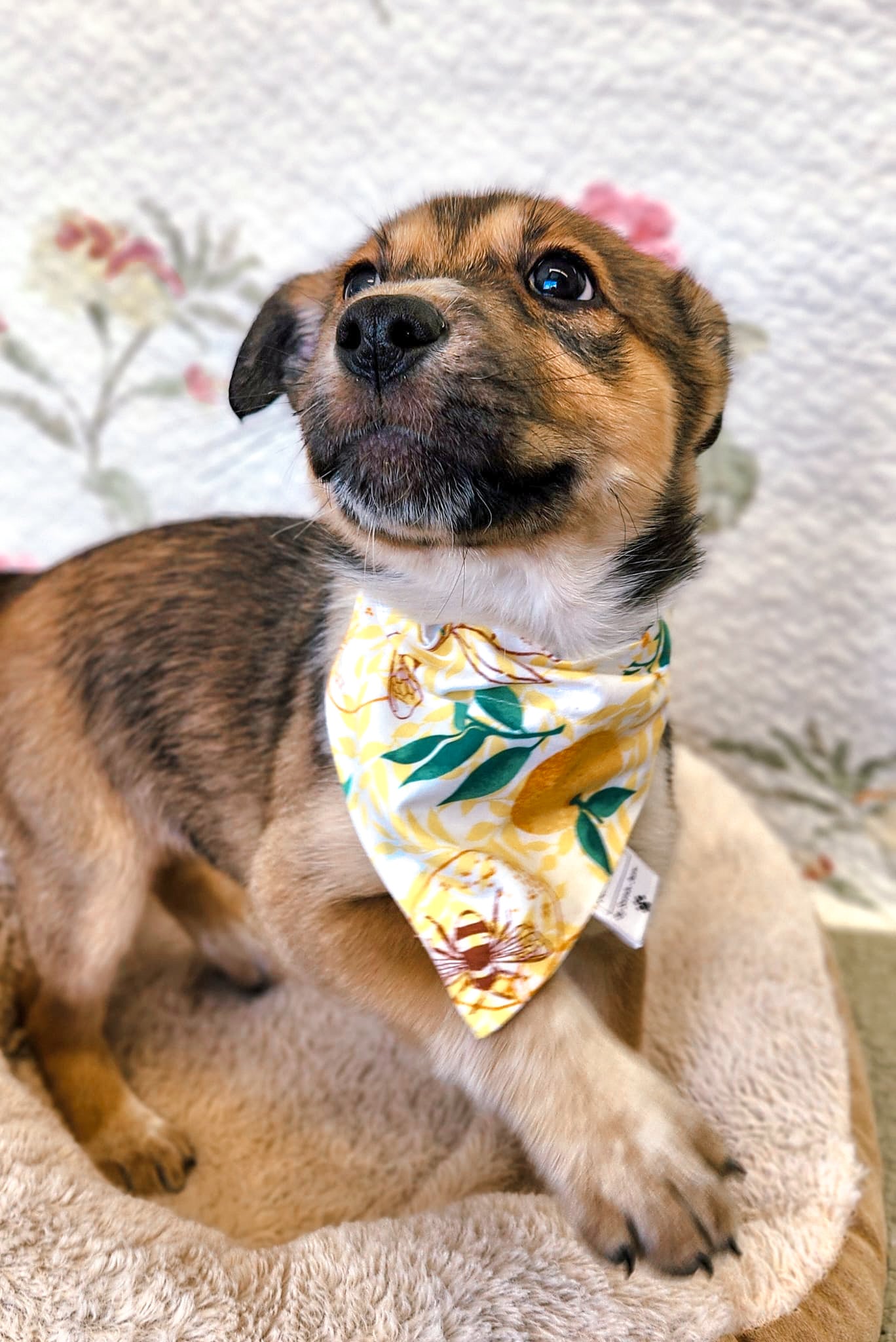 Buzzy Bee Collection - Lemons and Bees Pet Bandanas