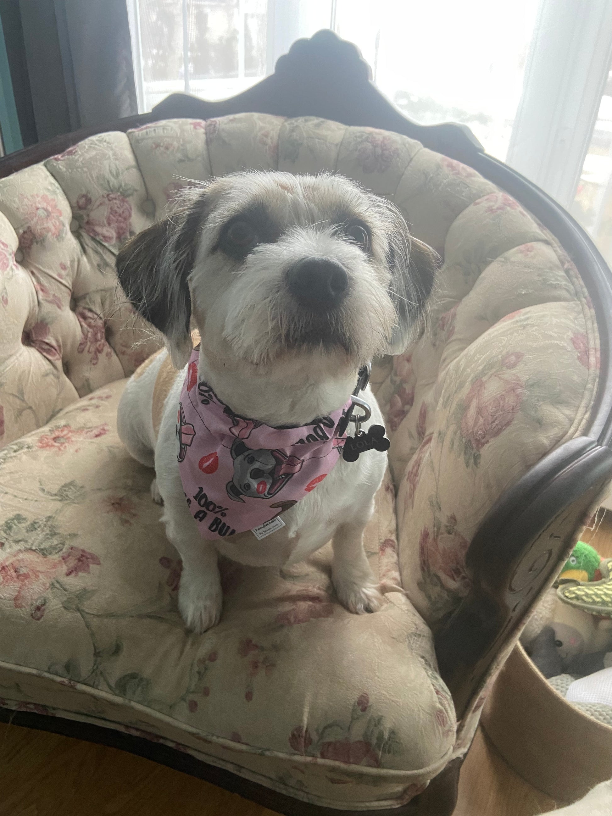 Adoption Collection - Kiss a Bull Bandana