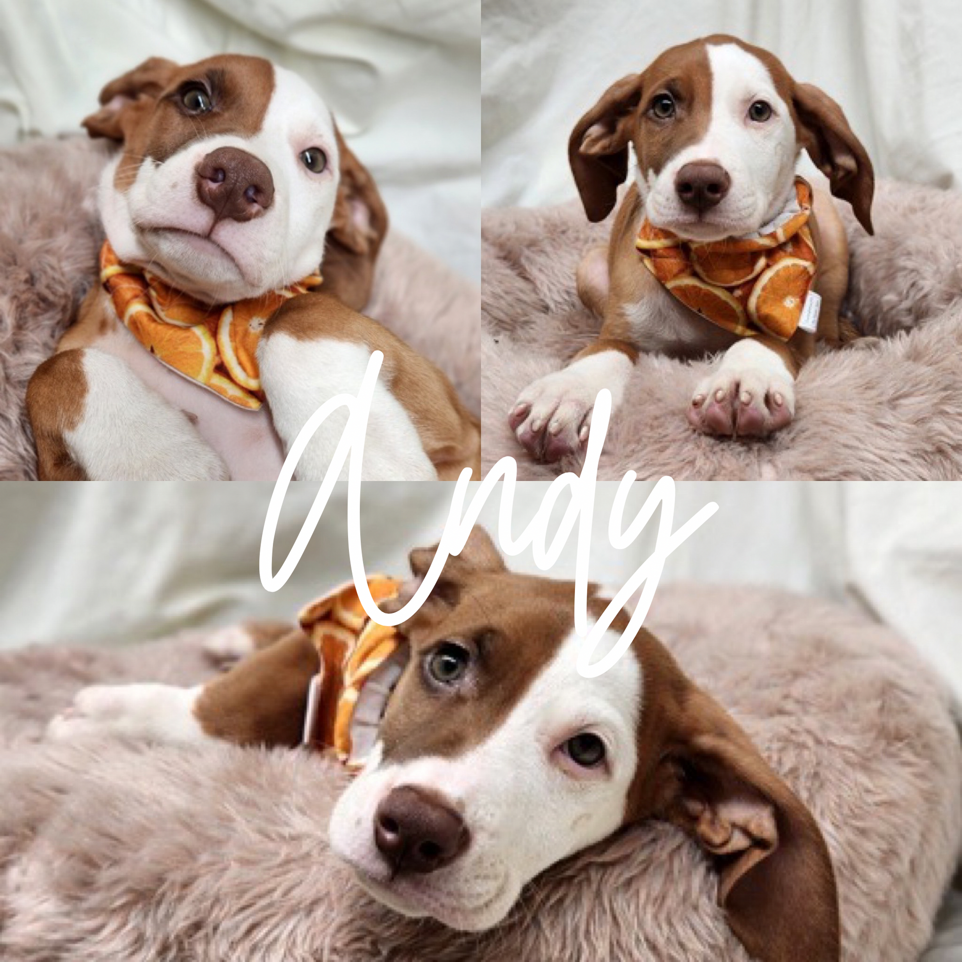 Summer Spritzer Collection - Citrus Orange Pet Bandana and Hair Scrunchie
