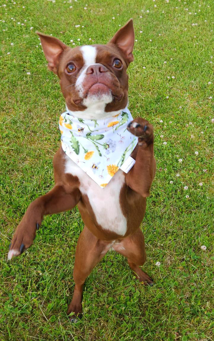 Bugs n’ Bees Collection - Dandelion Cotton Pet Bandana