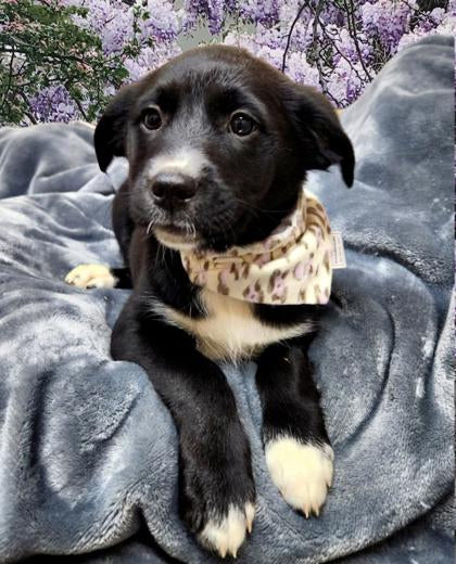 The Perfect Pair Collection - Lavender Leopard Print Pet Bandanas