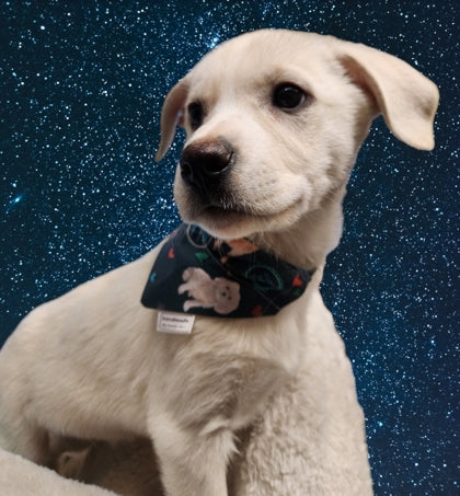 Adoption Collection - Adoption Saves Lives Pet Bandana and Hair Scrunchie