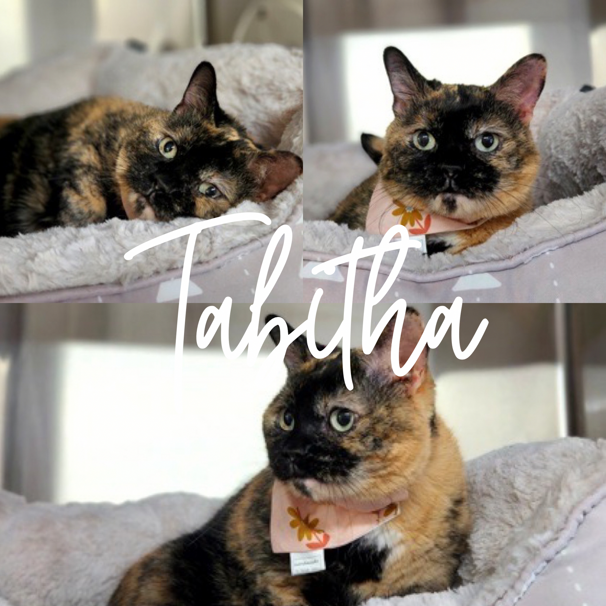 Floral Collection - Copper Daisy Pet Bandanas and Hair Scrunchies