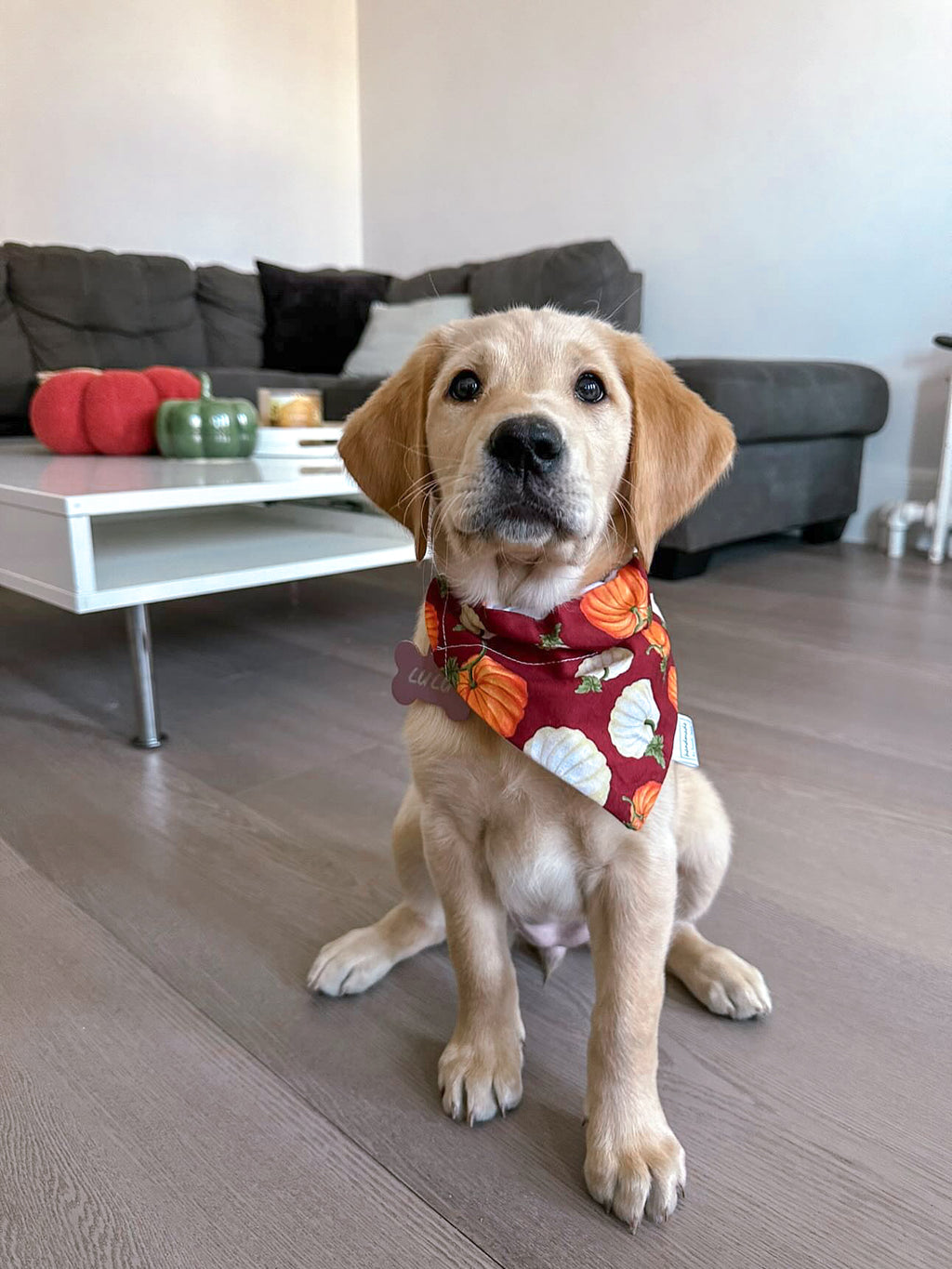 Fall Favourites Collection - Burgundy Pumpkin Patch Bandana and Hair Scrunchie