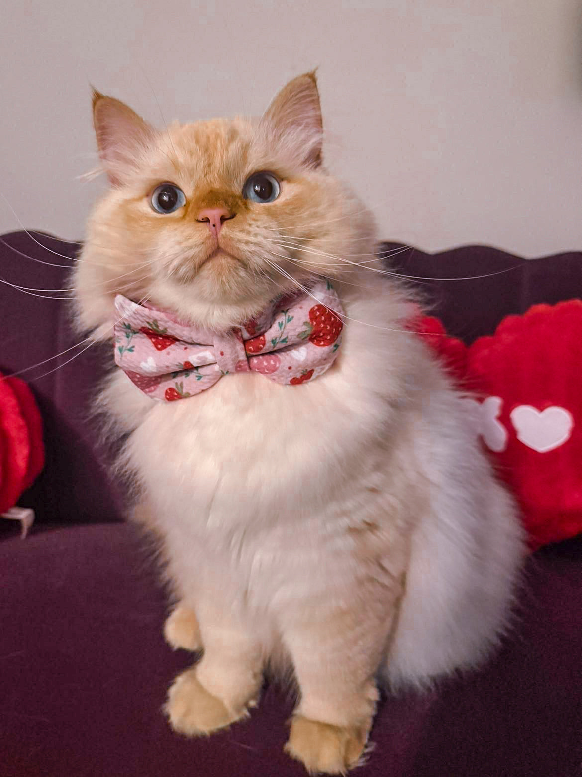 Valentine's Day Collection - Strawberries Bow Ties