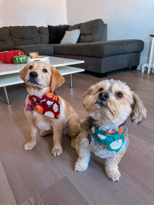 Fall Favorites Collection - Burgundy Pumpkin Patch Bandanas and Hair Scrunchies