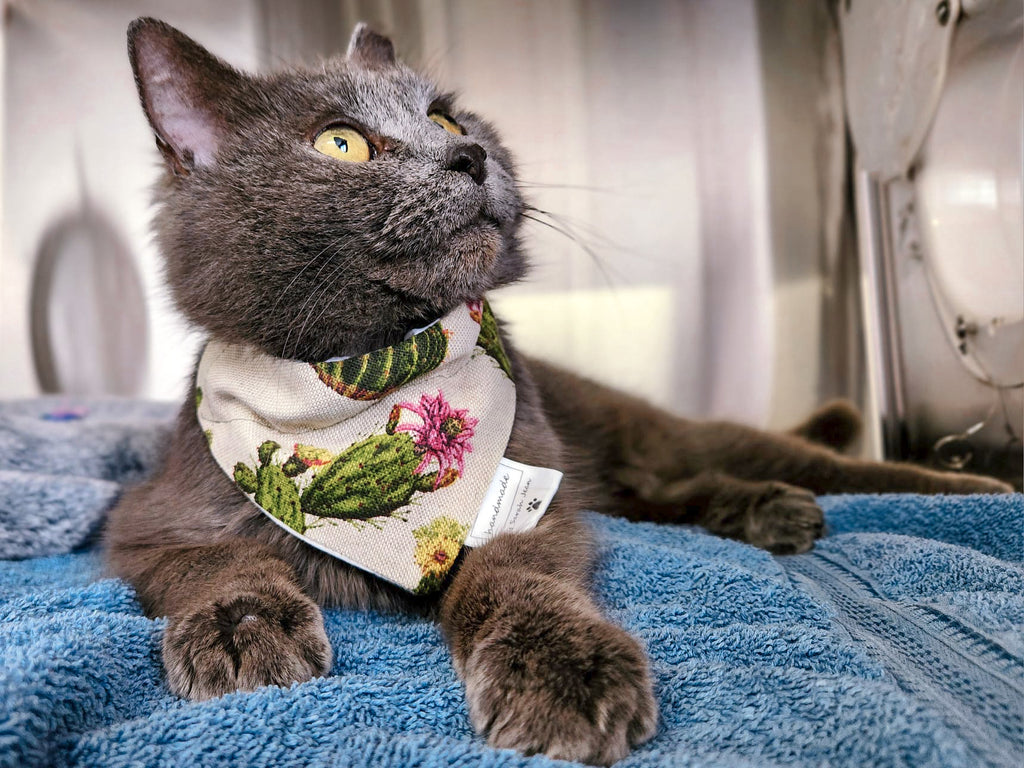 Lookin' Sharp Collection - Cactus Pet Bandanas