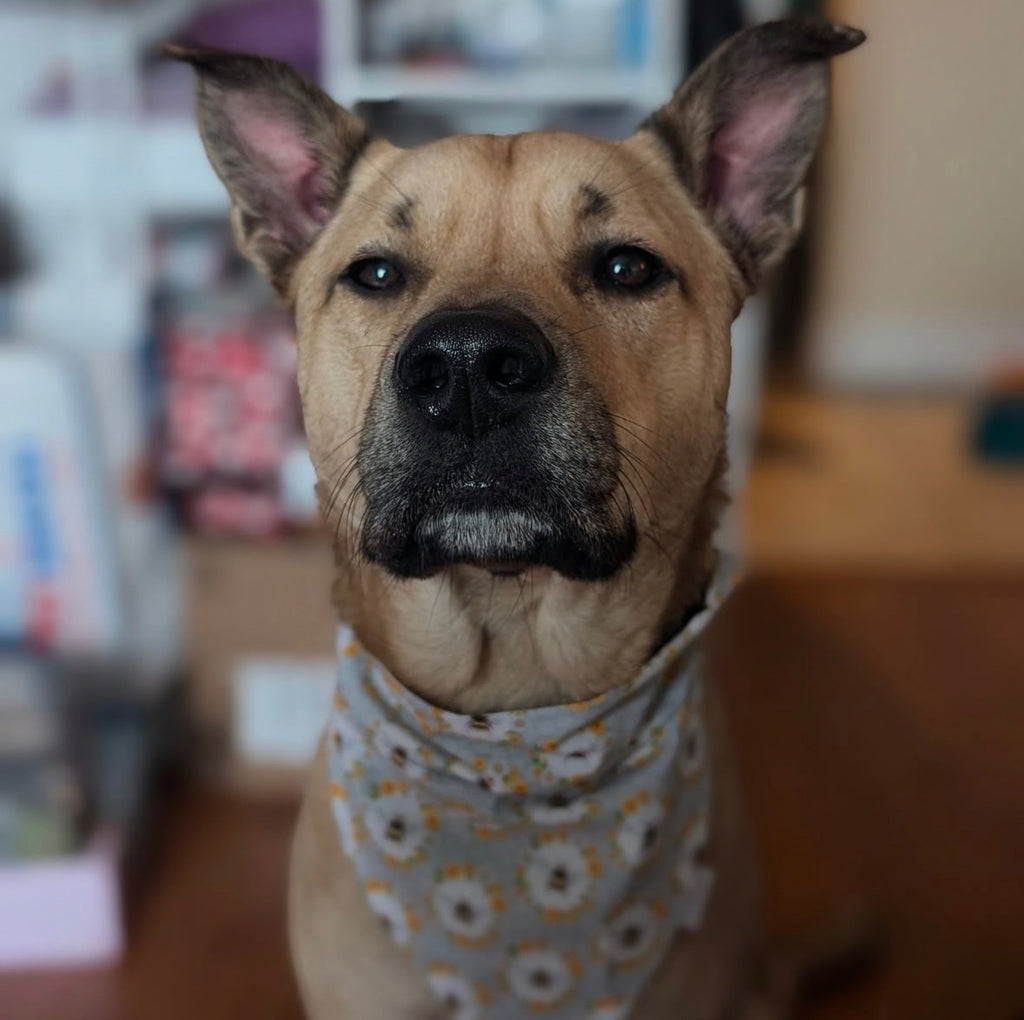 Bugs n’ Bees Collection - Honeycomb Cotton Pet Bandana
