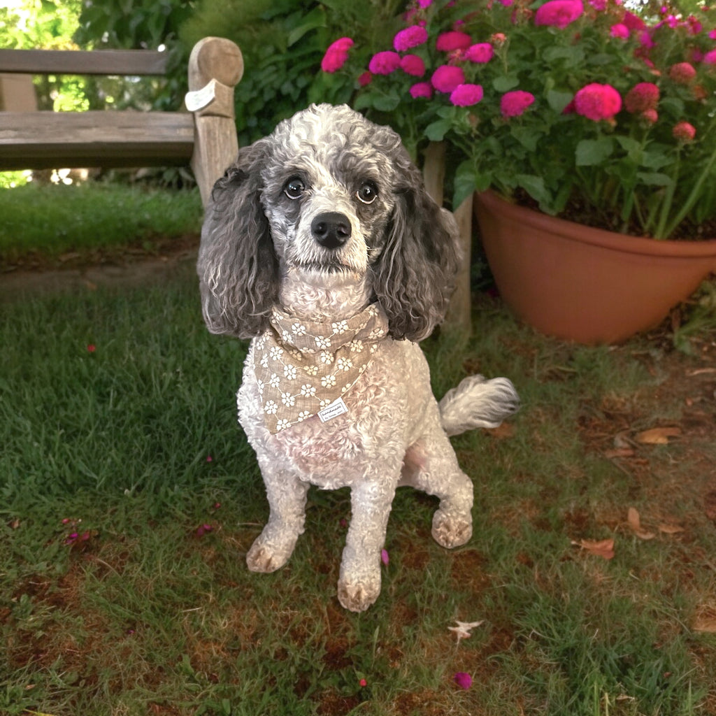 Floral Collection - Cream Embroidery Pet Bandanas & Hair Scrunchies