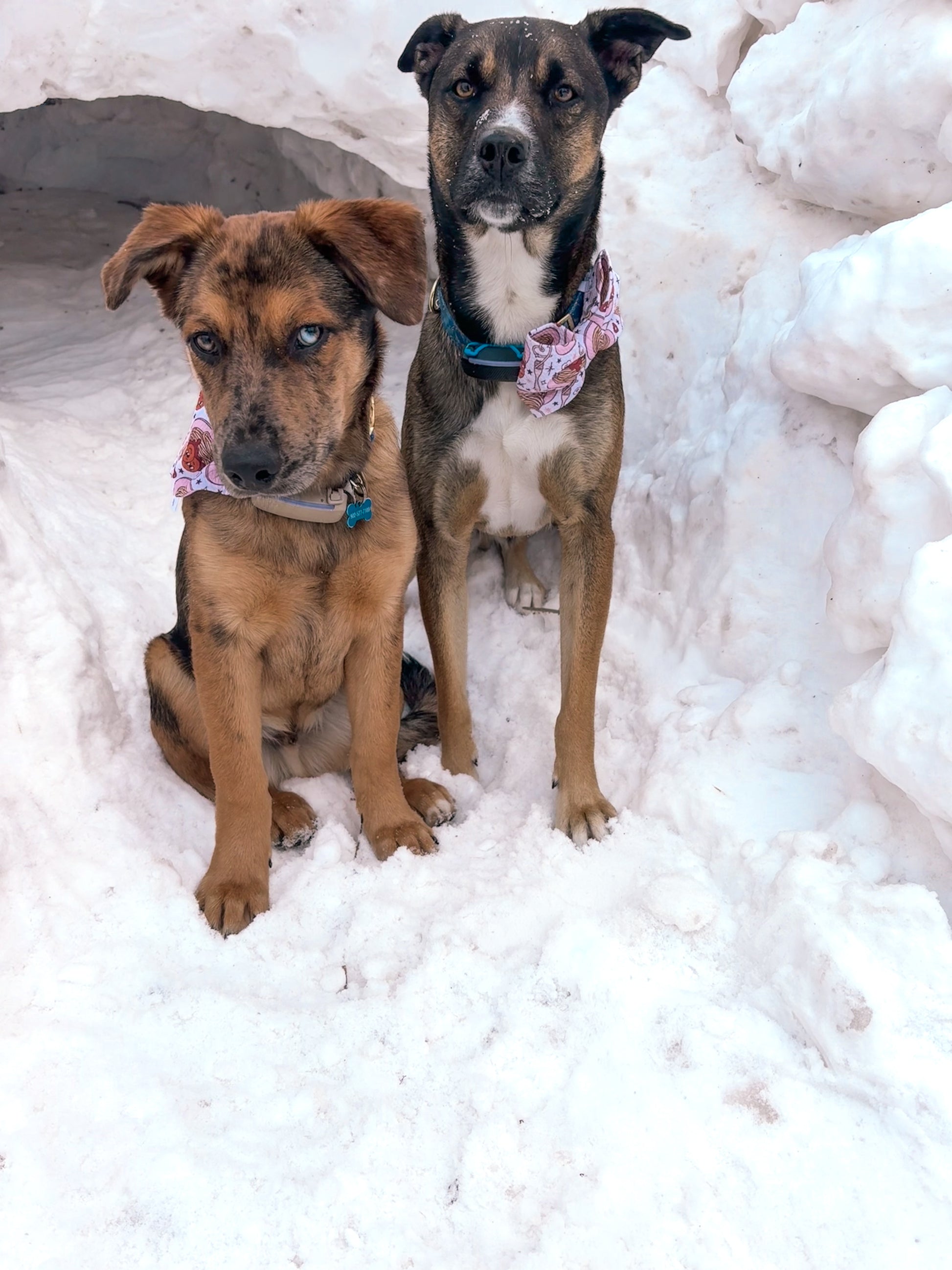 Valentine's Day Collection - Spaghetti & Meatballs + Roses Double Sided Bandanas