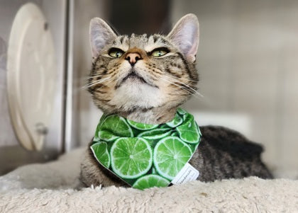 Summer Spritzer Collection - Citrus Lime Pet Bandana and Hair Scrunchie