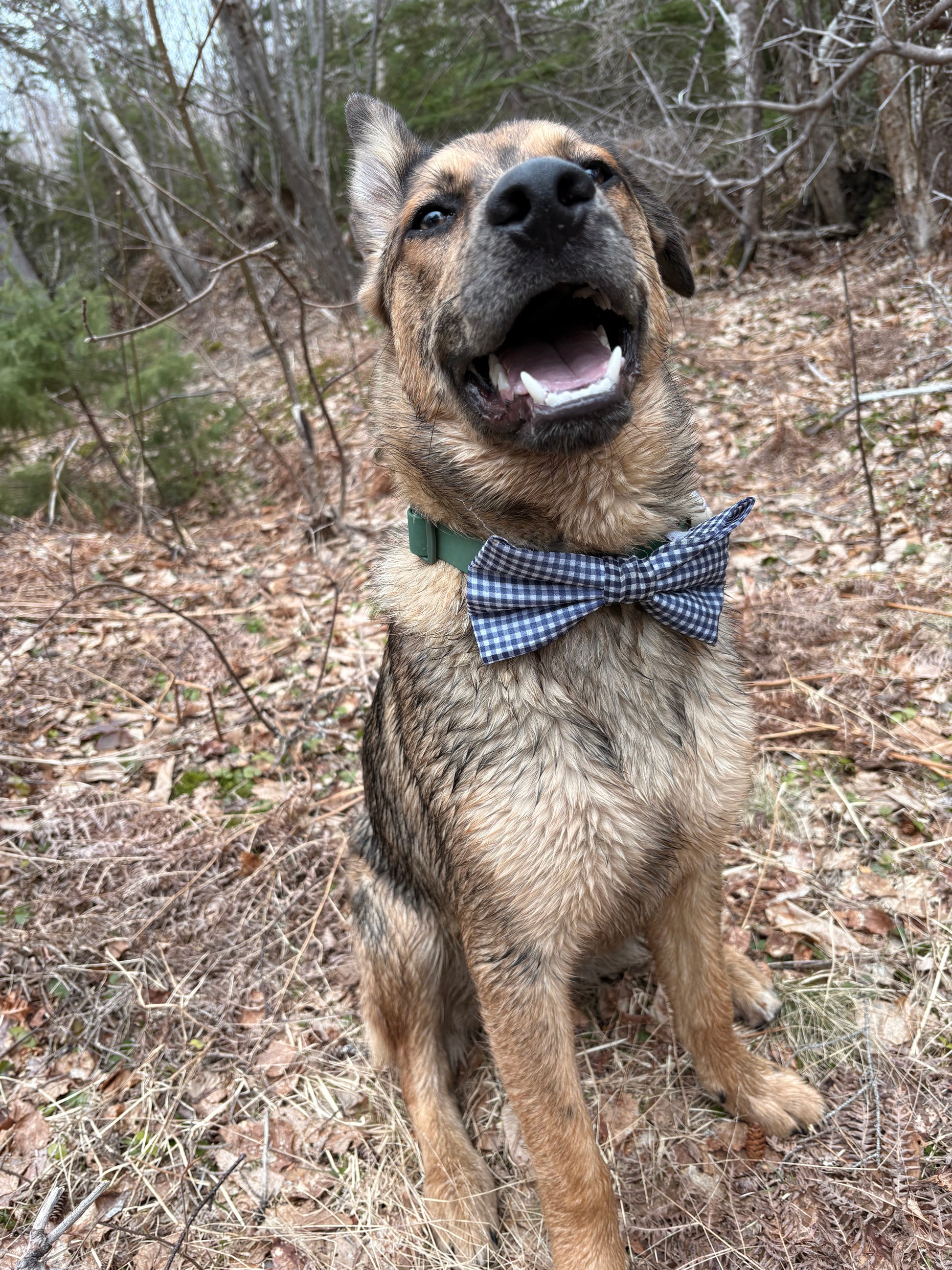 The Hayley Collection - Navy Blue Gingham Bow Tie