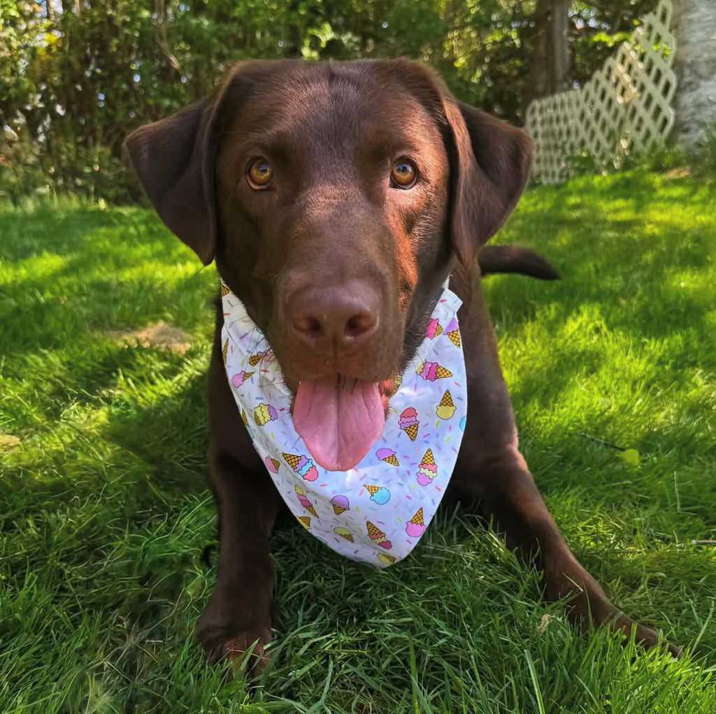 Block Party Collection - Ice Cream Cones Pet Bandana