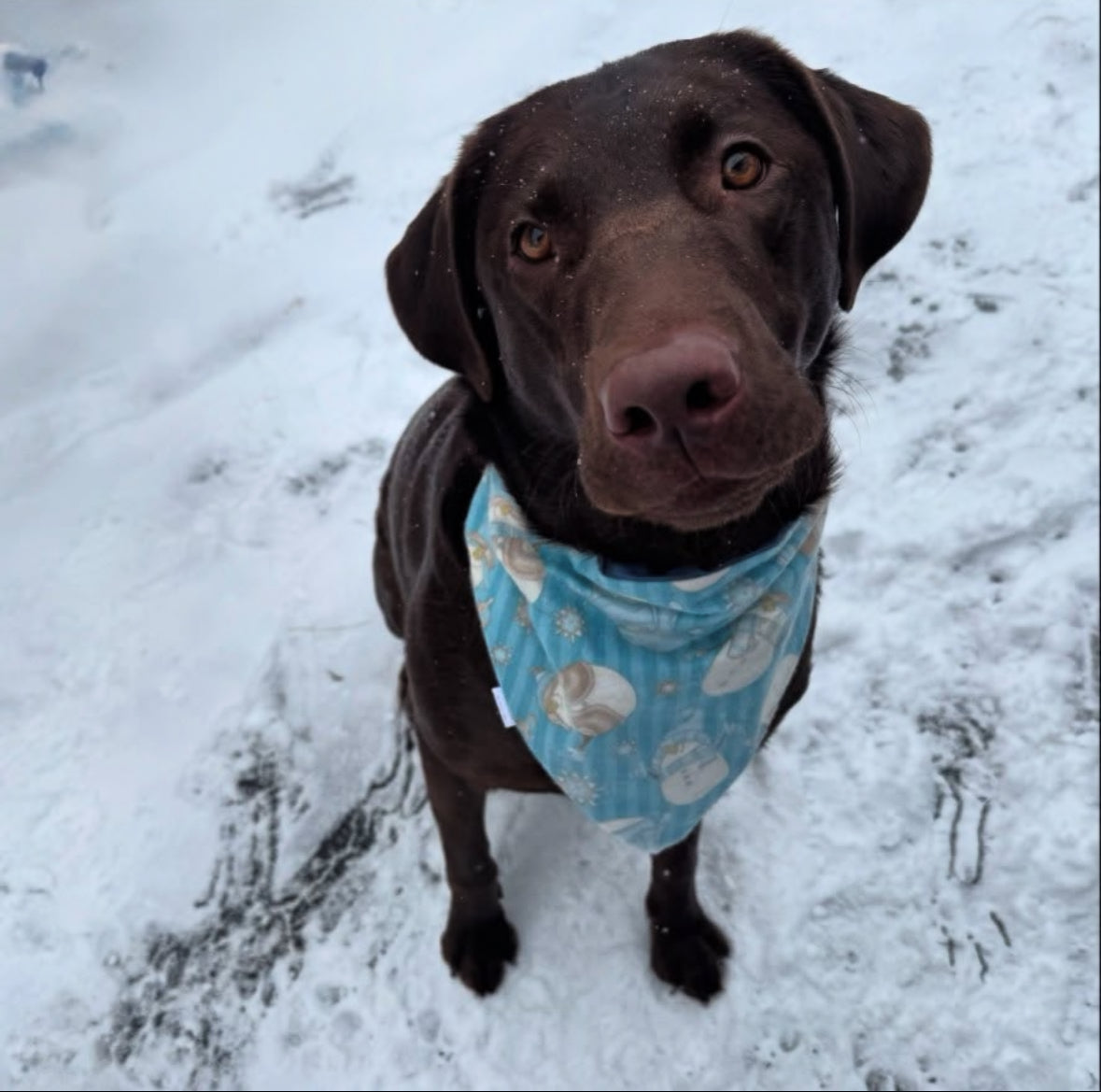 Cozy Winter Collection - Frosty Friends Bandana and Hair Scrunchie