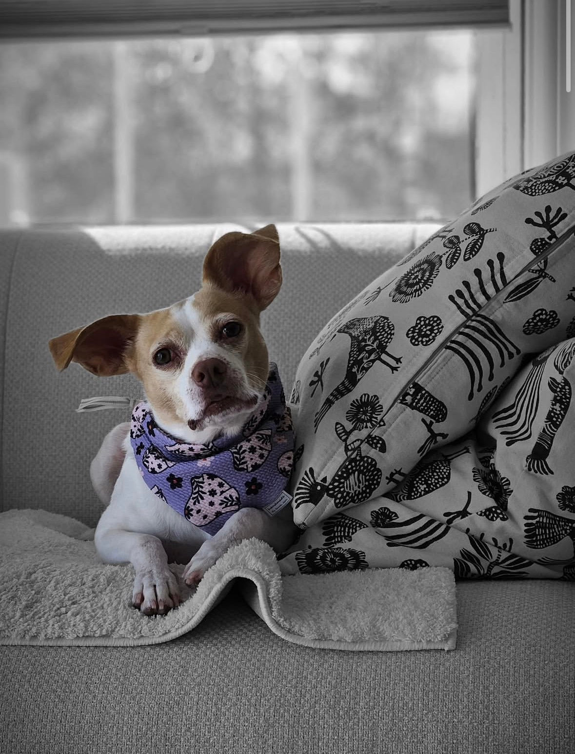 Spooky Season Collection - Hocus Pocus + Lavender Ghosts Reversible Bandana