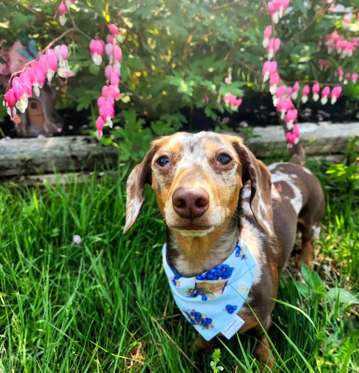 Garden Whimsy Collection - Blueberries Bandana