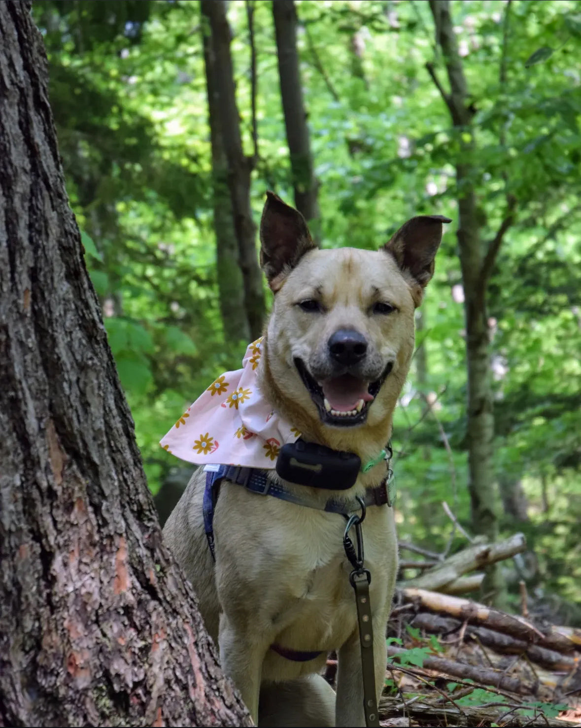 Floral Collection - Copper Daisy Pet Bandanas and Hair Scrunchies