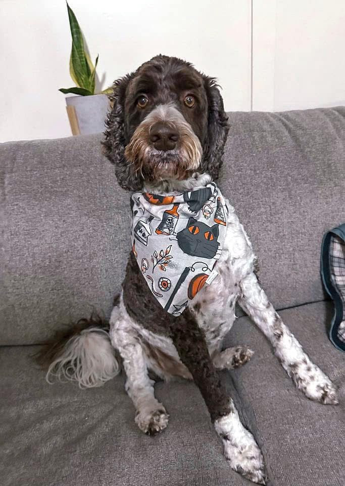 Halloween Collection - Potions Pet Bandana